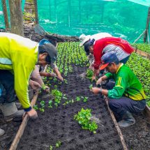 Nota de Prensa<hr>GOBIERNO REGIONAL INVIERTE MÁS DE 7 MILLONES PARA PRODUCCIÓN Y COMERCIALIZACIÓN DE CAFÉ